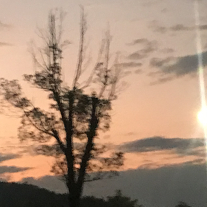 叮叮叮叮叮（cover：树妮妮）