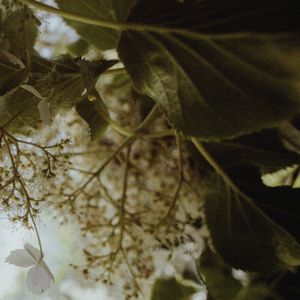 अभी की शांति (लूपिंग सीक्वेंस)