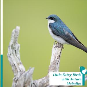 Exploring Birdsong Across the World with Northern Flicker