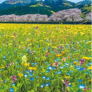 花畑のメロディー