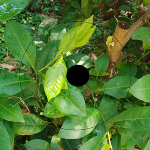 Foliar