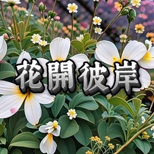 花开彼岸