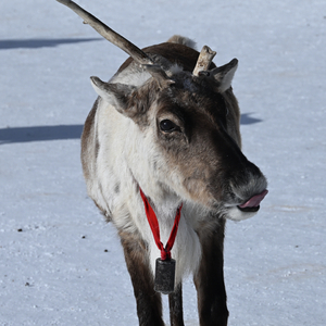 寂静涟漪里永恒