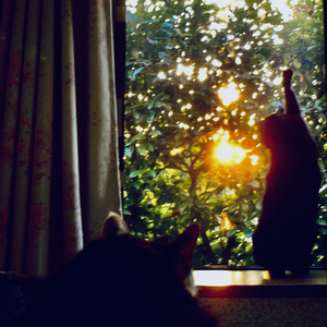 A Cat Listening to the Rain at Night
