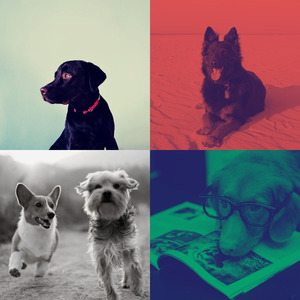 安静的孤独的狗声音