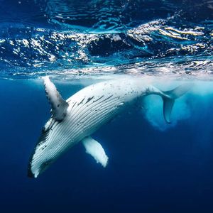 白羊_扑通人类(1) (320CBR)