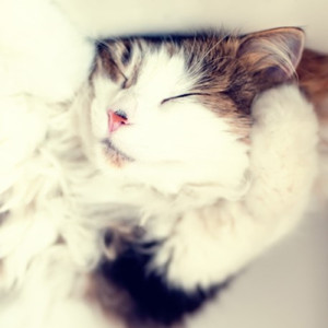 僕は君の近くにいる