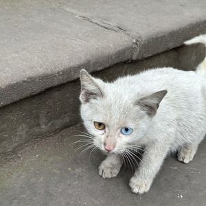 【Free】暗黑 Trap beat "噩兆" Evil Omen