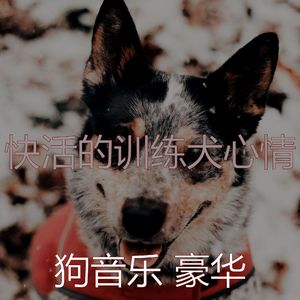 有趣训练犬情怀