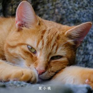 安宁的午休体验（放松纯音乐）