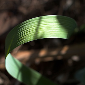 Möbius