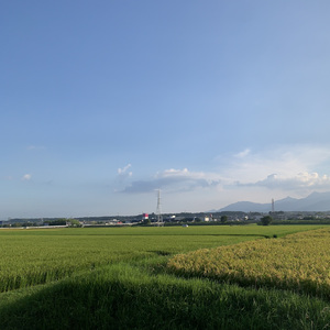 ハナミズキ (feat. 一青窈) [Cover]