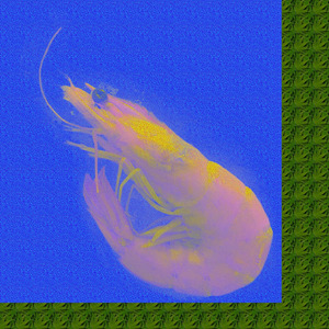 Seafood