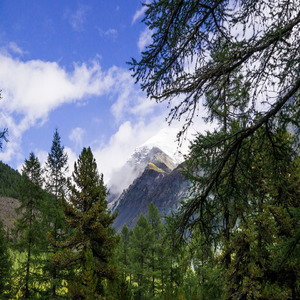 Altai