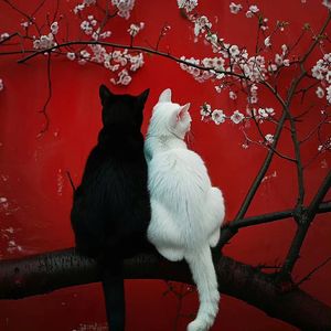 Soulmate（Produce by MORROW）