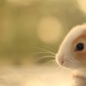 光圈和先兔子 (6)