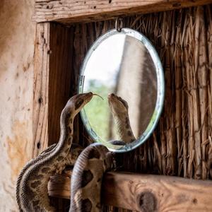 Snake's Mirror