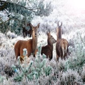 피아노자장가 (심리안정 명상음악)