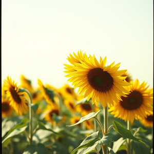 朝日のリズム #2