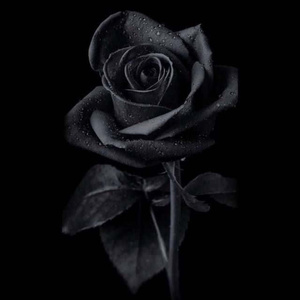 NEHNA HELWEEN (Slowed & Reverb)