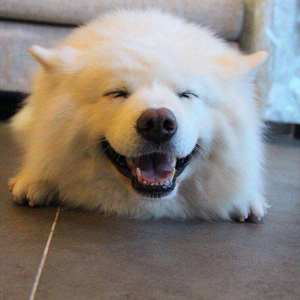 奶狗系男生（翻自 亦勋/丸子呦）