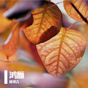 将剥去的落叶 伴奏