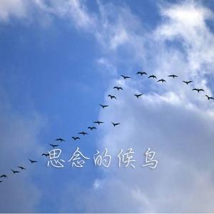 何羿霏-思念的候鸟（器乐版）（徐小兰 remix）