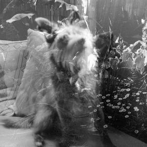 Poppy's Blues