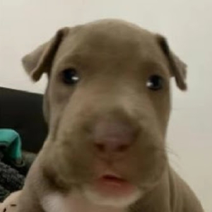 No eres mi Cielo (Demo)