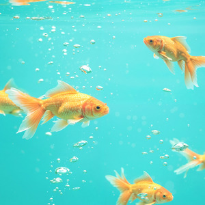 魚心あれば水心