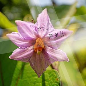 我爱你塞北的雪