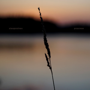 Poaceae