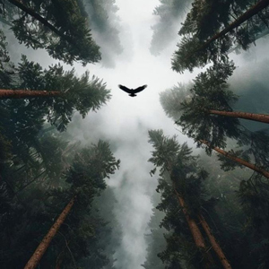 Bird Play
