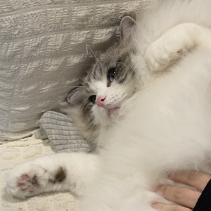 僕が死のうと思ったのは (曾经我也想过一了百了)