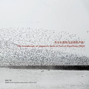 东港声景印象：海浪与鸟浪