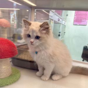 十二月的岗厦北站