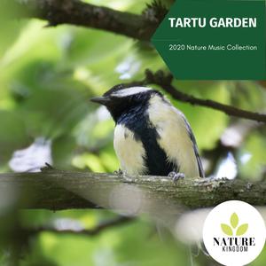 Calming Fire and Nature Sound