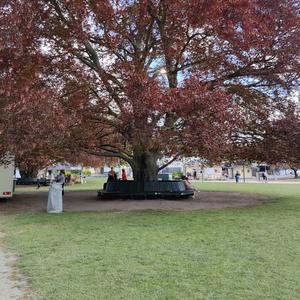 Kurragömma (sopran)