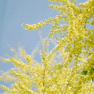 飞花花满天| 原创钢琴曲| 快乐假期 (助眠催眠spa纯音乐)