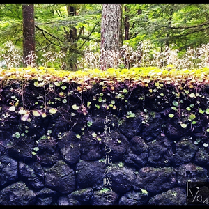 あれから花が咲いて