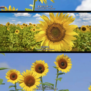 向日葵的花语（Prod by EVO MUSIC)