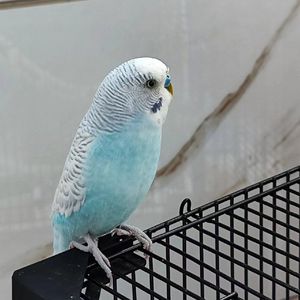 老弟和你-原版安全着陆