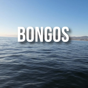 Bongos
