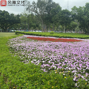 操场下的晴天（古筝）