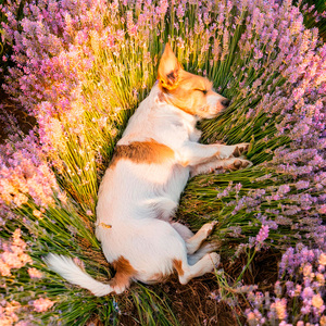 Sonidos Acogedores Del Kennel