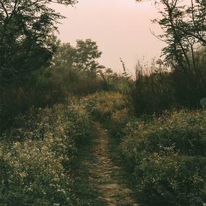 Greener Lanes