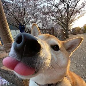 TK from 凛として時雨-ricardo（原来是赵烨 remix）