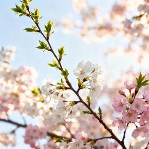 分手就分手 (Cover 洋澜一)