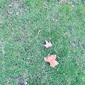 日记本2020（Prod.by Flowless)