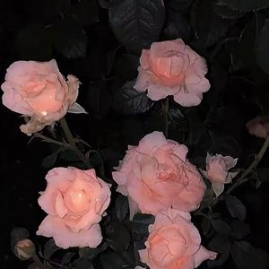 阳光下的尾巴(1)